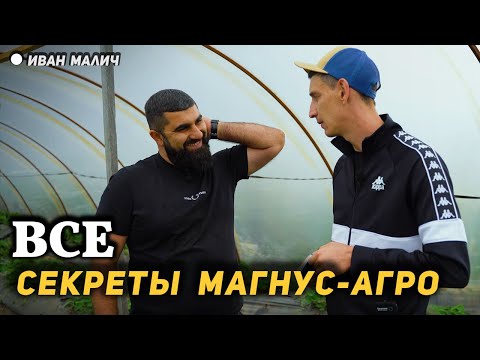 Видео: Новый топовый сорт клубники и секреты Магнус Агро