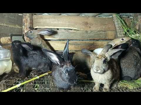 Видео: Кролики 95 ...