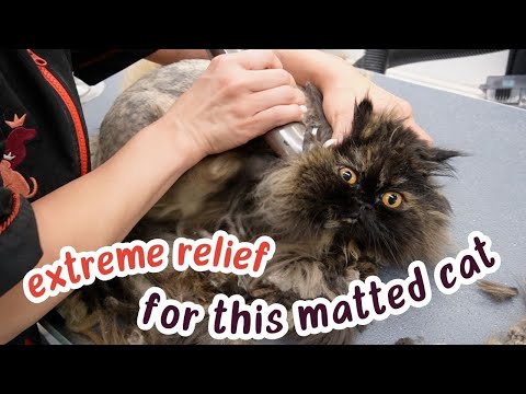 Видео: Удаляем экстремальные колтуны у кошки 🙀😌 мгновенное облегчение