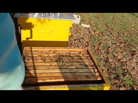 Видео: Третиране на пчелно семейство с Oксалова киселина