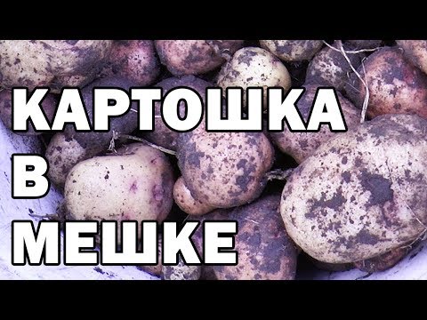 Видео: КАРТОШКА в МЕШКЕ УРОЖАЙ Экспериментальный картофель в мешках