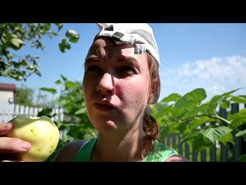 Видео: ДАЧА в августе 2025. ОБЗОР огорода / Собираем УРОЖАЙ / Обновляем БАНЮ