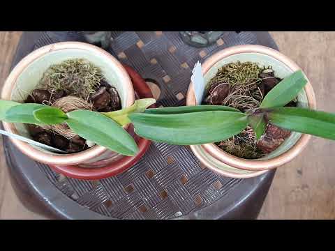 Видео: ОРХИДЕЯ РИНХОСТИЛИС ГИГАНТЕЯ 🥳 МОЙ ДЕТСКИЙ САД ПОДРАСТАЕТ