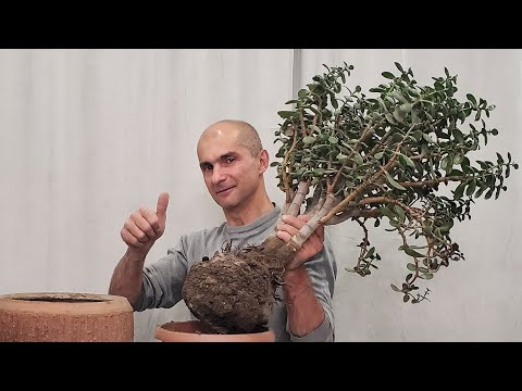 Видео: Пересадка огромной Толстянки