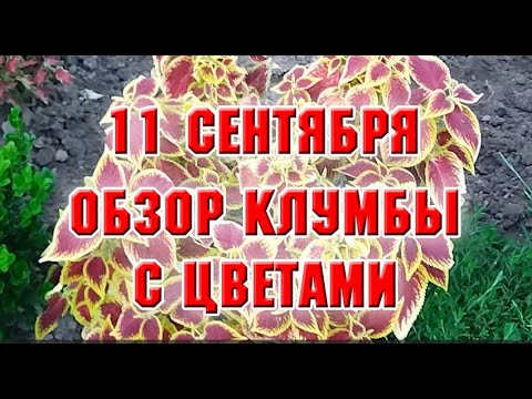 Видео: 11 сентября.  Обзор клумбы с цветами