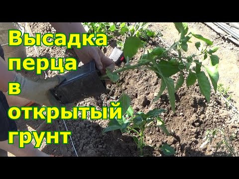 Видео: Высадка сладкого перца в открытый грунт в Подмосковье.