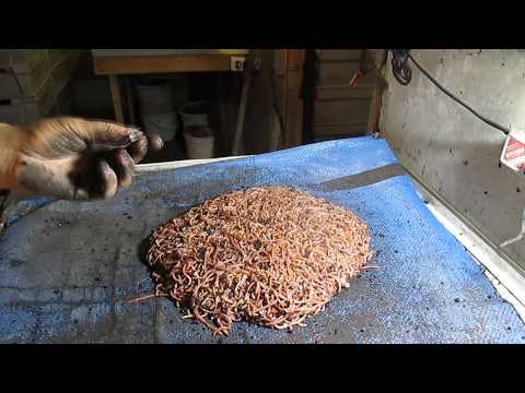 Видео: Бизнес.  Разведение Дендробены .Закладка маточника. 3часть .