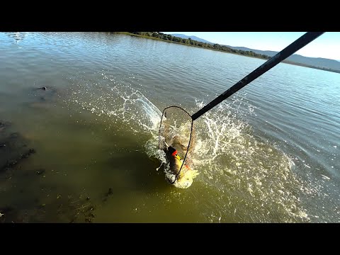 Видео: ВУДИЛИЩЕ В ДУГУ.ТРОФЕЙНИЙ ТОВСТОЛОБ. Ловля товстолоба на технопланктон