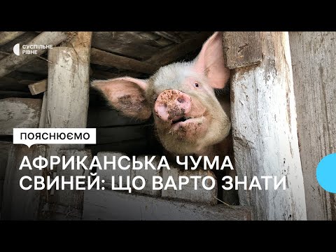 Видео: Африканська чума свиней. Які симптоми та чим небезпечна хвороба