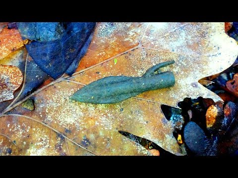 Видео: Индонезия лес Minelab ctx 3030