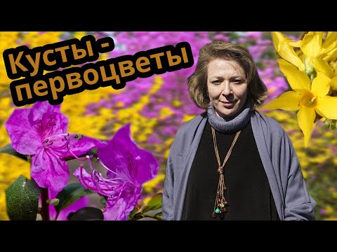 Видео: Самые зимостойкие ранние рододендроны и лучшие сорта форзиции