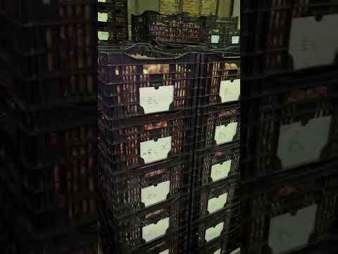 Видео: Пришла луковица , для заказа пишите в what’s up , +79605904334