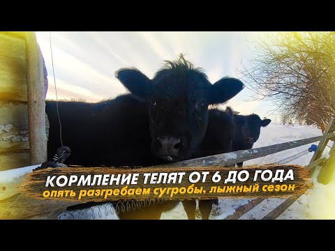 Видео: Кормление телят от 6 до года. Нас снова замело. Открыли лыжный сезон под конец зимы