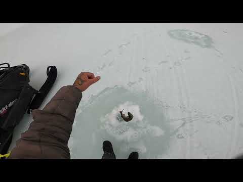 Видео: Рыбалка на Любимой реке. Ловля хариуса в мае.