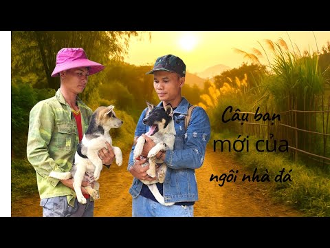 Видео: У меня наконец-то появился щенок — мой новый друг в Stone House 🐶❤️