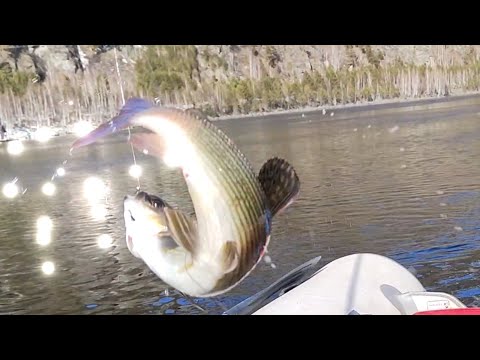 Видео: Бешеный клёв Хариуса, рыбалка на Енисее ,часть первая!!!