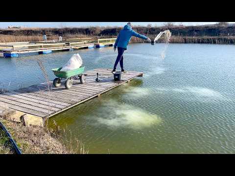 Видео: ЦАПЛЯ СНОВА БЕСПРЕДЕЛИТ, известкую пруд и запускаю хлореллу