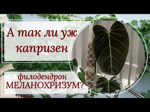 Видео: А так ли уж капризен МЕЛАНОХРИЗУМ?