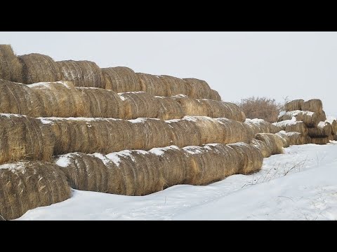 Видео: Ауыл тынысы.Рулон шөп,Нұрболаттың шағын шаруашылығы.
