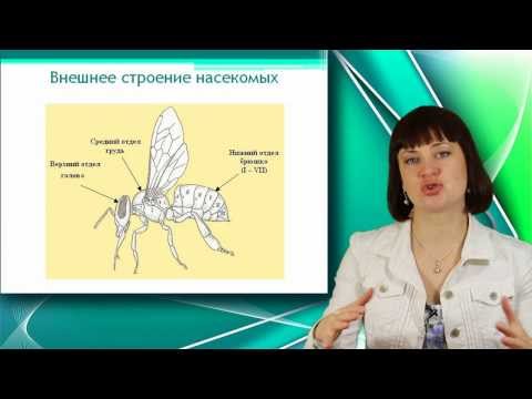Видео: Класс Насекомые. Часть 1. Уроки Биологии Онлайн
