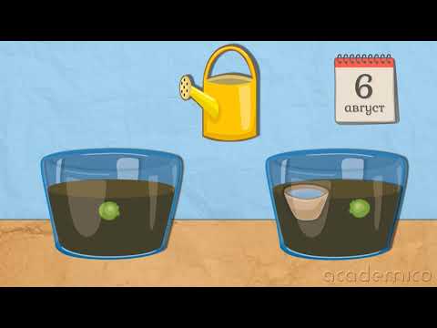 Видео: Дразнимост и движение на растенията - Човекът и природата 6 клас | academico