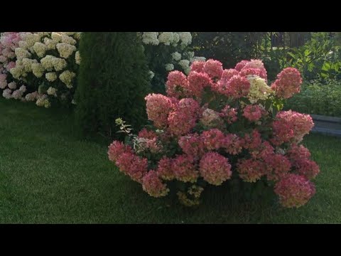 Видео: Восстанавливающая обрезка гортензии Даймонд Руж осенью
