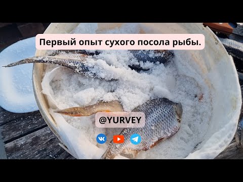 Видео: сухой посол рыбы  результат