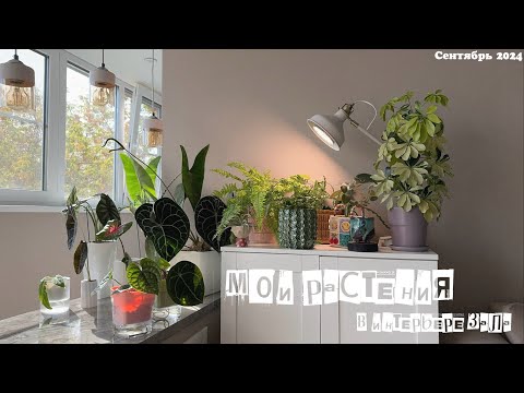 Видео: 🛋️ Мои растения в интерьере зала / Доделываю композицию / Сентябрь ‘24