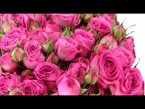 Видео: Розы-спрей – множество цветов, идеальный выбор для клумбы или букета.