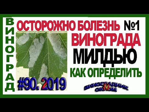 Видео: 🍇🛑 ОСТОРОЖНО МИЛДЬЮ! Болезнь №1 винограда! Фото милдью. Как определить. Как лечить милдью.