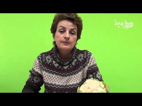 Видео: Когда сеять капусту на рассаду Часть 1. Сайт "Садовый мир"