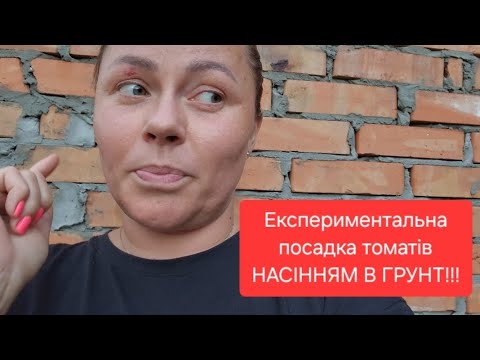 Видео: Результат експерименту з посадкою насіння помідорів прямо у відкритий грунт
