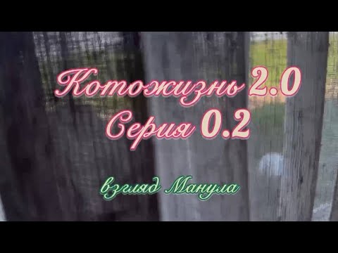 Видео: КотоЖизнь 2.0 серия 2 ❤️🐈