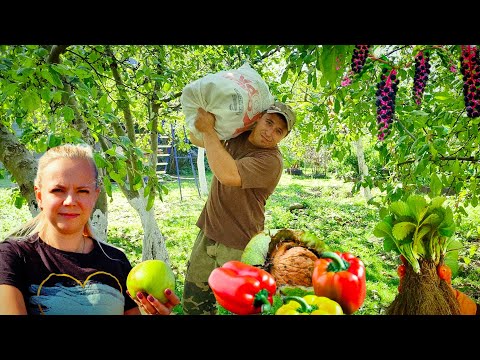 Видео: В ДЕРЕВНЕ осенью готовятся к зиме. Лучший урожай яблок.