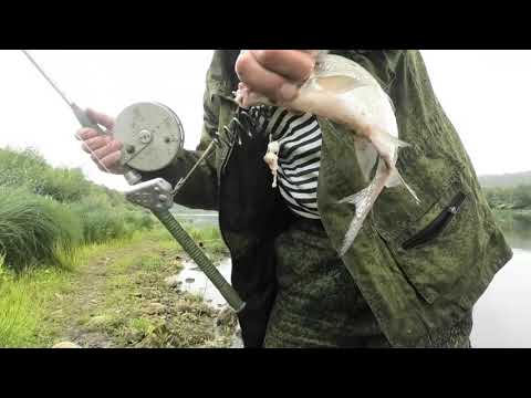 Видео: Ловля леща на сало .Снасть Процесс ловли.
