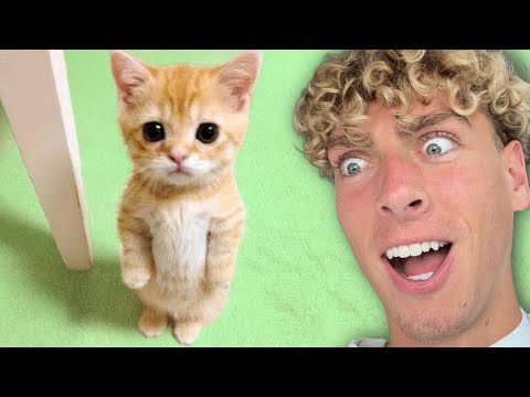 Видео: Самые смешные видео с кошками