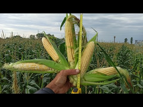 Видео: Солодка Кукурудза . П'ять сортів ,який краще ...