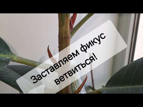 Видео: ПРАВИЛА ОБРЕЗКИ! Заставляем фикус ветвиться! 15.05.2024г.