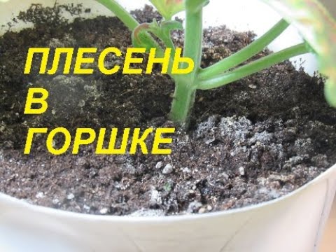 Видео: ПЛЕСЕНЬ В ЦВЕТОЧНОМ ГОРШКЕ. САПРОФИТНЫЙ ГРИБОК.