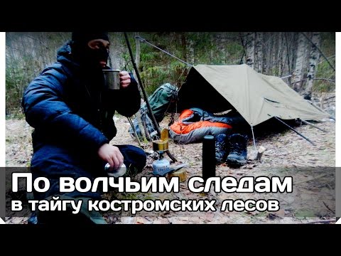 Видео: [РВ] Одиночный поход по волчьим следам в тайгу костромских лесов