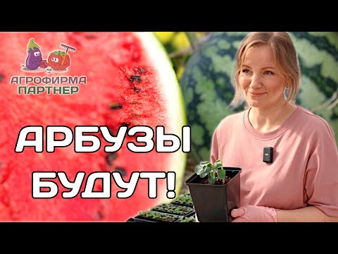 Видео: Как и зачем прививать арбузы | Проверенный метод выращивания #семена #огород #арбуз