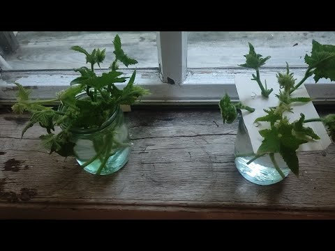 Видео: Черенкование Огурцов  (вторая попытка!).