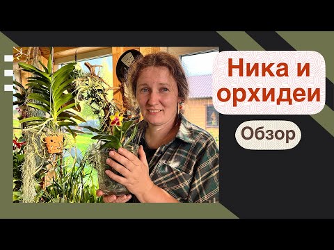 Видео: Коллекция орхидей @Yoll | Обзор цветущих 