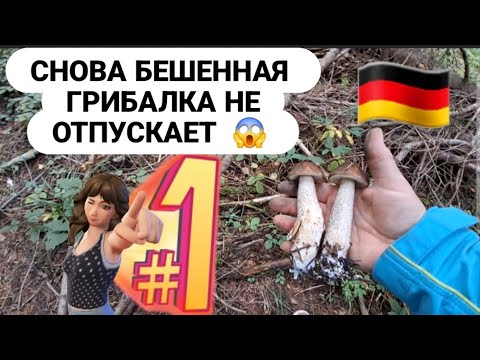 Видео: 😍 ОПЯТЬ БЕШЕННАЯ ГРИБАЛКА НЕ ОТПУСКАЕТ 🤗  МАРИНУЮ ГРИБЫ #германия  #грибалка #travel #обзор #wald
