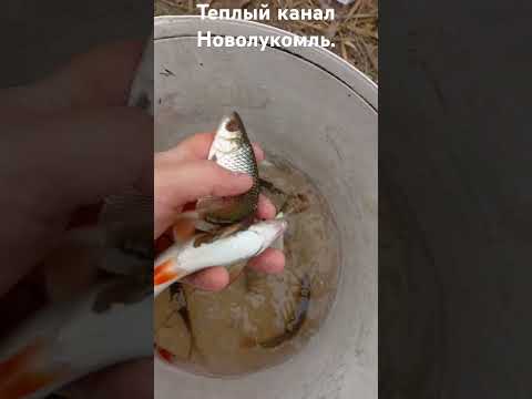 Видео: Рыбалка. Рыбалка на теплом канале. Рыбалка в Беларуси #всеизжизни #рыбалка #fishing