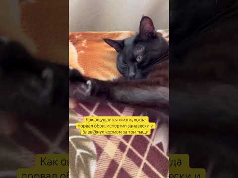 Видео: И всё равно самый лучший 😻 #cat #кот #масянякот