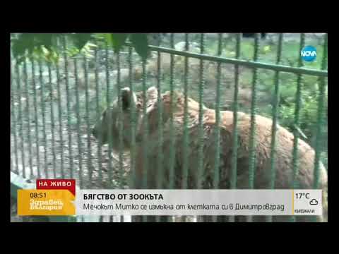 Видео: Мечка избяга от клетката си в зоокъта в Димитровград