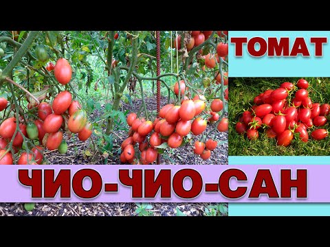 Видео: ТОМАТ ЧИО ЧИО САН - ЗАСУХО И БОЛЕЗНЕУСТОЙЧИВЫЙ МЕЛКОПЛОДНЫЙ ИНДЕТЕРМИНАНТНЫЙ СОРТ