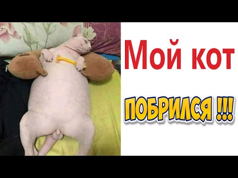 Видео: МЕМЫ! МОЙ КОТ ПОБРИЛСЯ! Смешные видео от Доми шоу!