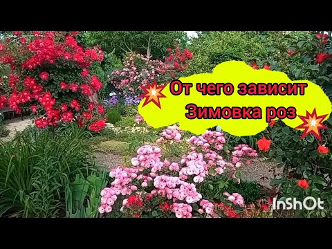 Видео: 💖Полюбуемся цветением 🙏🥰💖и обсудим: От чего зависит зимовка РОЗ🌹?🤔Все важные моменты❗